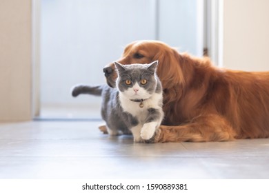 1000 Family And Dog And Cat Stock Images Photos Vectors