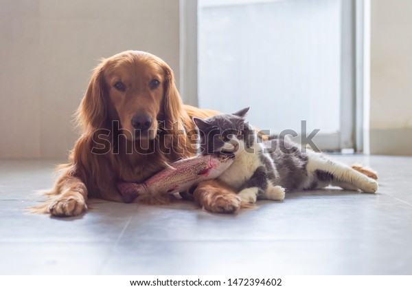 British Shorthair Golden Retriever Friendly Stock Photo Edit Now