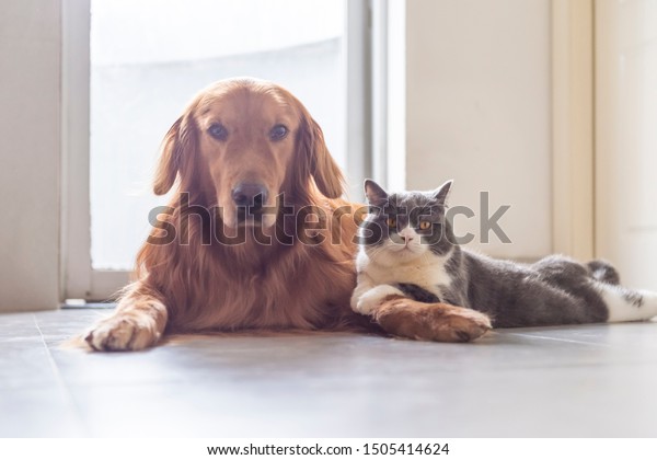 British Shorthair Golden Retriever Friendly Stock Photo Edit Now