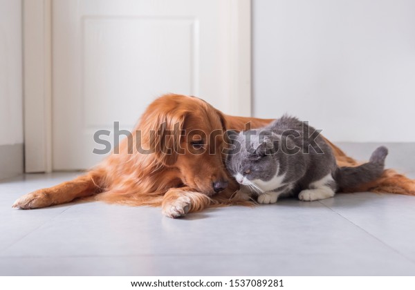 British Shorthair Golden Retriever Friendly Stock Photo Edit Now