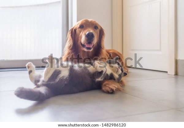 British Shorthair Golden Retriever Get Along Royalty Free Stock