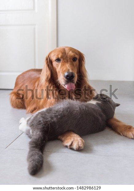 British Shorthair Golden Retriever Get Along Stock Photo Edit Now