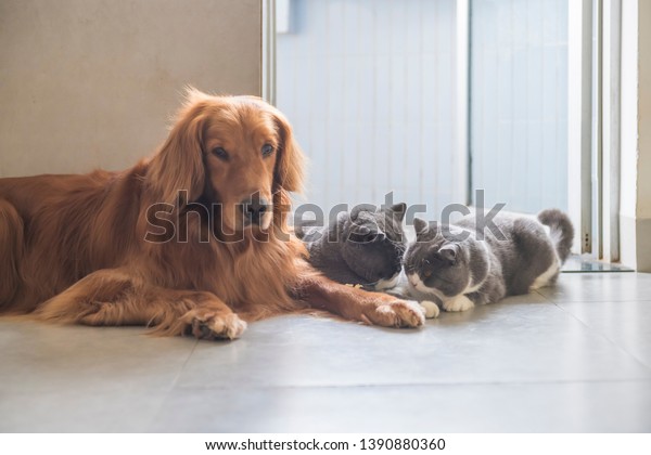 British Shorthair Golden Retriever Indoor Shot Stock Photo Edit