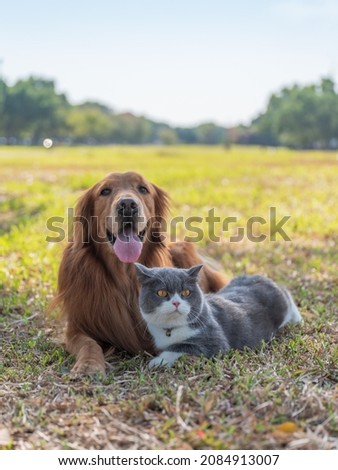 Similar – Image, Stock Photo Cute British shorthair golden cat sitting on wooden surface at home while looking at camera