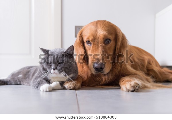 British Shorthair Golden Retrievers Stock Photo Edit Now 518884003