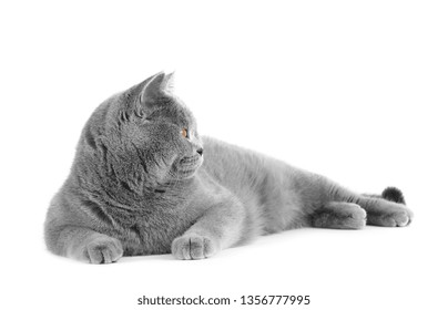 Royalty Free English Breed Cat Stock Images Photos Vectors