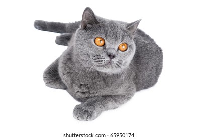 British Shorthair Images Stock Photos Vectors Shutterstock