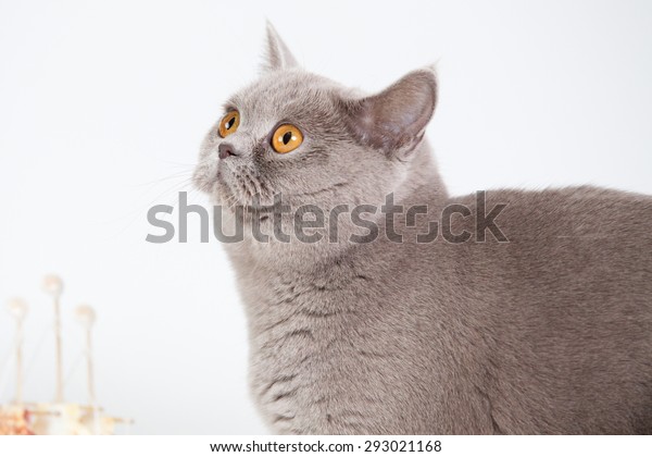 British Shorthair Grey Cat Big Orange Stock Photo Edit Now 293021168