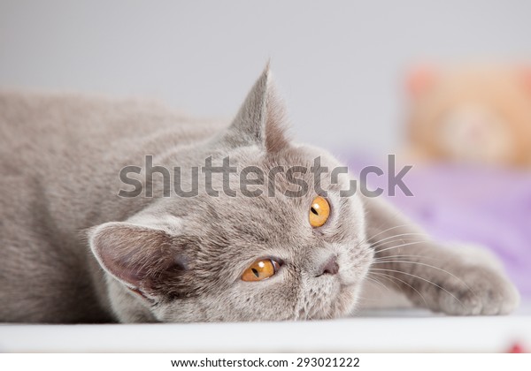 British Shorthair Grey Cat Big Orange Stock Photo Edit Now 293021222