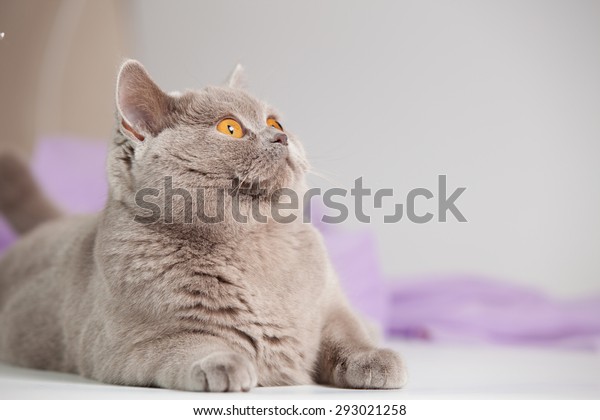 British Shorthair Grey Cat Big Orange Stock Photo Edit Now 293021258