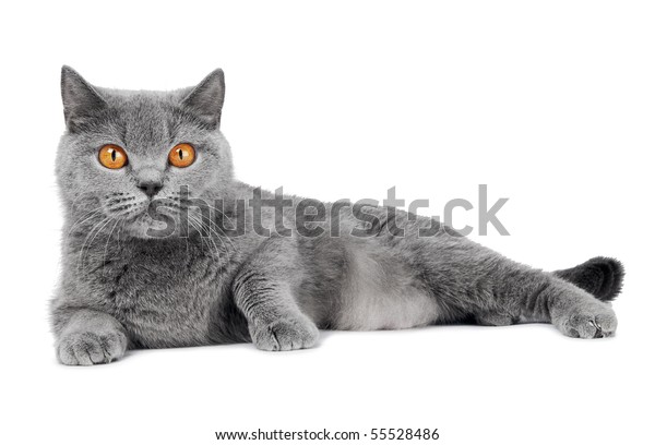 orange grey cat