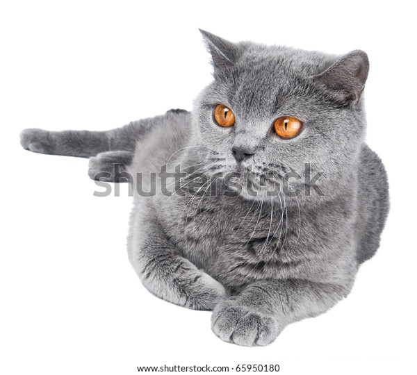 British Shorthair Grey Cat Big Wide Stock Photo Edit Now 65950180