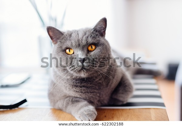 British Shorthair Grey Cat Sitting On Stockfoto Jetzt