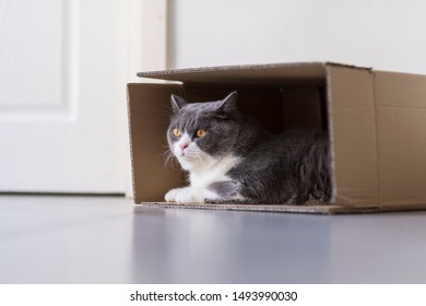 Side View Tabby British Shorthair Cat Stock Photo (Edit Now) 1524455297