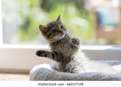 Imágenes Fotos De Stock Y Vectores Sobre British Shorthaire