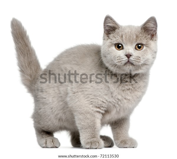 British Shorthair Kitten 3 Months Old Stock Photo Edit Now 72113530