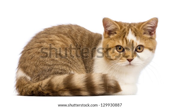 British Shorthair Kitten 35 Months Old Stock Image Download Now