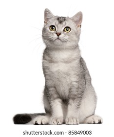 1000 British Shorthair Kitten Stock Images Photos Vectors