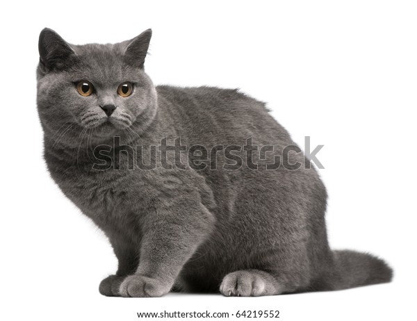 British Shorthair Kitten 6 Months Old Stock Image Download Now