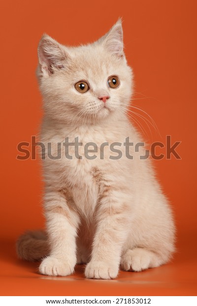 British Shorthair Kitten Stock Photo Edit Now 271853012