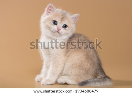 British shorthair kitten of blue gold color on a beige background in playful poses
