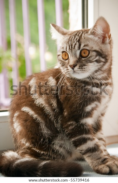 British Shorthair Kitten Classic Tabby Markings Stock Image