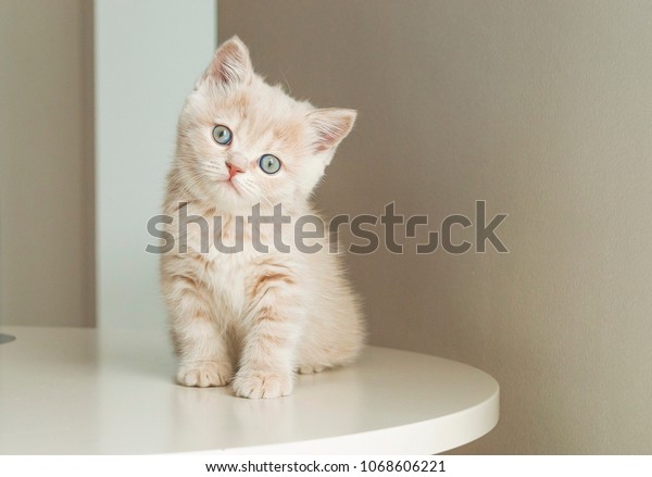 British Shorthair Kitten Cream Color On Stock Image Download Now