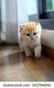 British shorthair kitten, golden color, purebred and beautiful, cat walking by the window on the wooden floor indoors, very cute and adorable face.