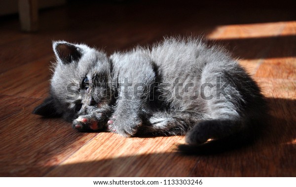 British Shorthair Kitten On Floor Sunshine Stock Photo Edit Now