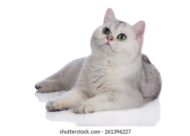 british shorthair kitten on white