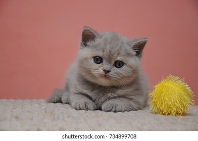 British Shorthair Cat Isolated Images Stock Photos Vectors