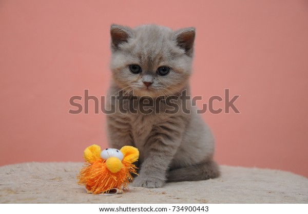 British Shorthair Kitten Orange Background Adorable Stock Photo