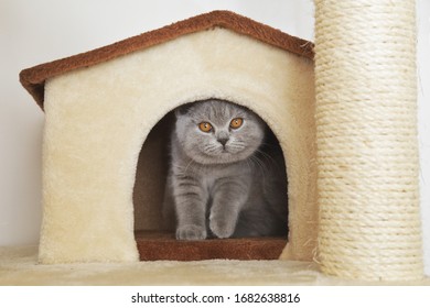 british shorthair kitten playing in a cat tree inside a house