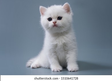 329,390 Grey and white kitten Images, Stock Photos & Vectors | Shutterstock