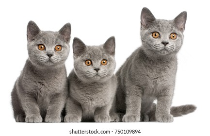 British Shorthair Images Stock Photos Vectors Shutterstock