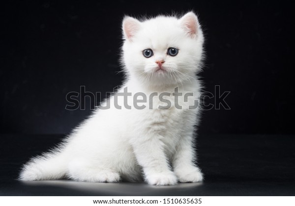 British Shorthair Kittens Silver Gold Color Stock Photo Edit Now