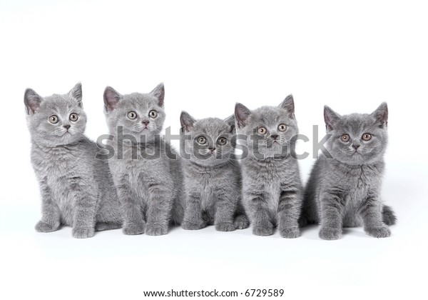 British Shorthair Kittens Sitting On White Stock Photo Edit Now