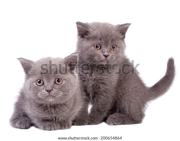 British Shorthair Kittens White Background Stock Photo Edit Now