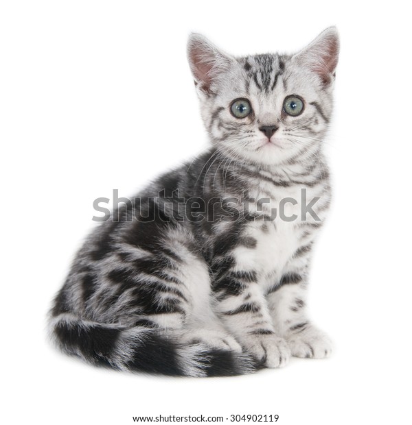 British Shorthair Kittensilver Tabby On White Royalty Free Stock