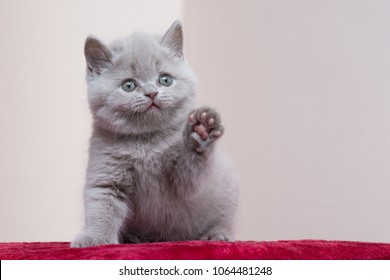 1000 British Shorthair Kitten Stock Images Photos Vectors