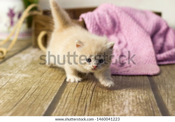 British Shorthair Little Kitten Cream Color Stock Photo Edit Now