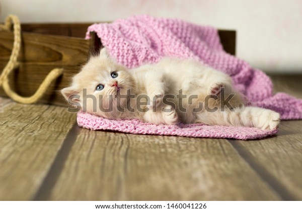 British Shorthair Little Kitten Cream Color Stock Photo Edit Now