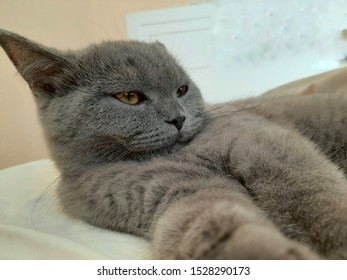 British Shorthair Lying On Bed Beautiful Stock Photo 1528290173 ...