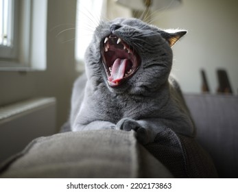 British Shorthair Mouth Closeup Yawning On Sofa.