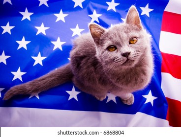 British Shorthair on U.S.A flag