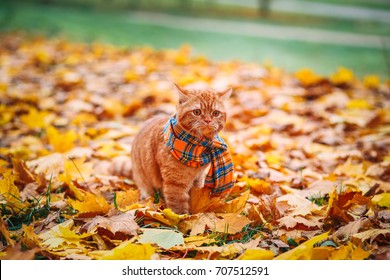 British Shorthair Red Cat Autumn Stock Photo 707512591 | Shutterstock