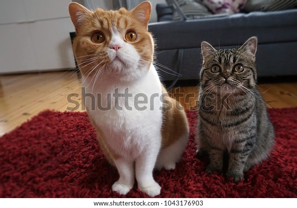 British Shorthair Red White Cat Sitting Stock Photo Edit Now