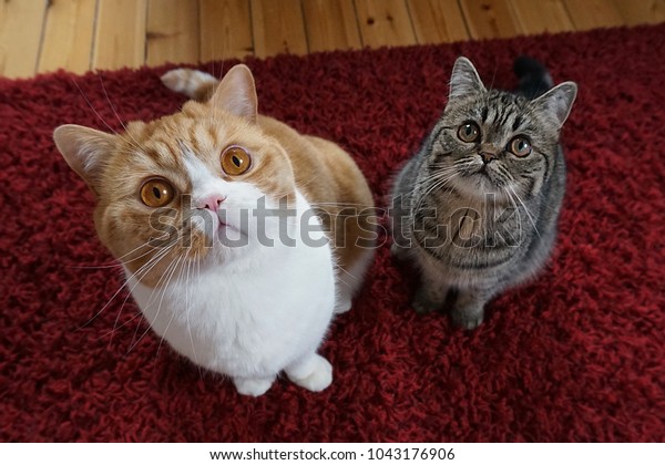 British Shorthair Red White Cat Sitting Stock Photo Edit Now