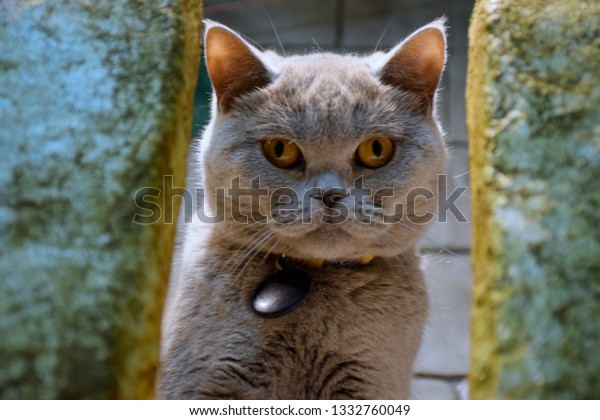 British Shorthair Scottish Fold Cat Play Stock Photo Edit Now