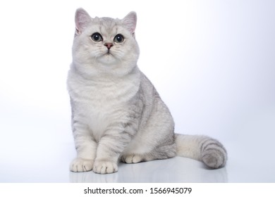 British Cat Grey Images Stock Photos Vectors Shutterstock